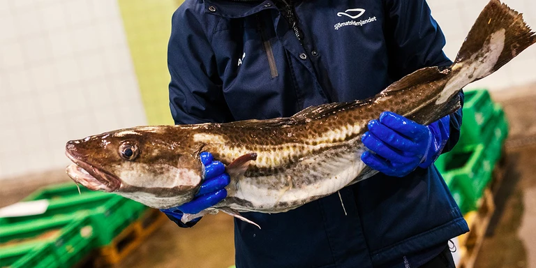 Person som håller i en fisk
