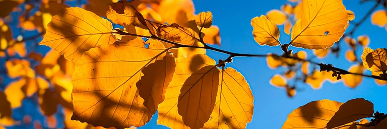 Höstlöv mot himmel