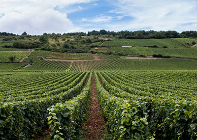 Vingård i Bourgogne