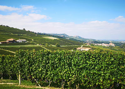 Piemonte vinodling