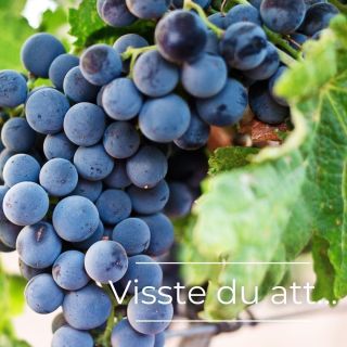 Visste du att man kan göra vitt vin av blåa druvor? Och att Spätburgunder och Pinot Noir är samma druva? 🍇

Vill du lära dig mer om vin? Vår grundkurs inom vin börjar nästa vecka, går på kvällstid och sträcker sig över fem tillfällen plus ett frivilligt prov. 

För mer info kolla i vår bio

#vinkunskap #vinkurs #vinutbildning #grundkurs #Spätburgunder #pinotnoir
